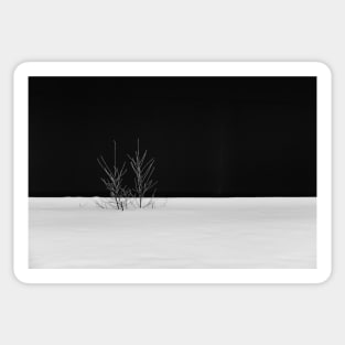 In the snow, the lone little bush stretches its branches against the black background Sticker